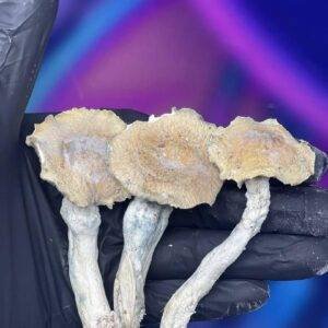 buy dried shrooms online