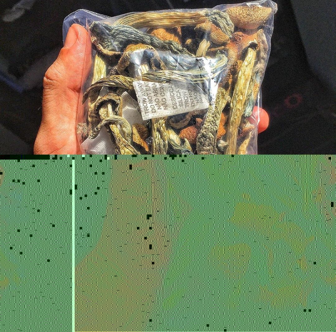 Golden Teacher | Shrooms | Mushrooms